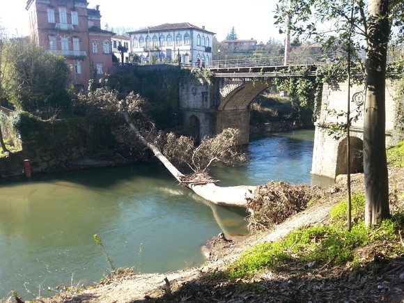 Eucalipto rio Vizela