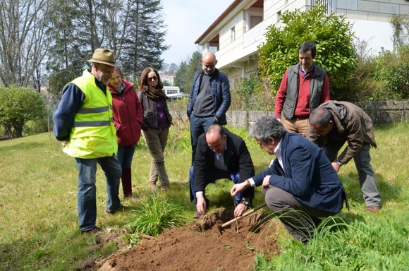 Plantação de Ginkgo Biloba no Parque Florestal