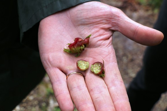 Vespa_castanheiro (4)