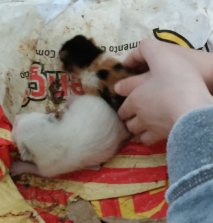 felinosrecemnascidos