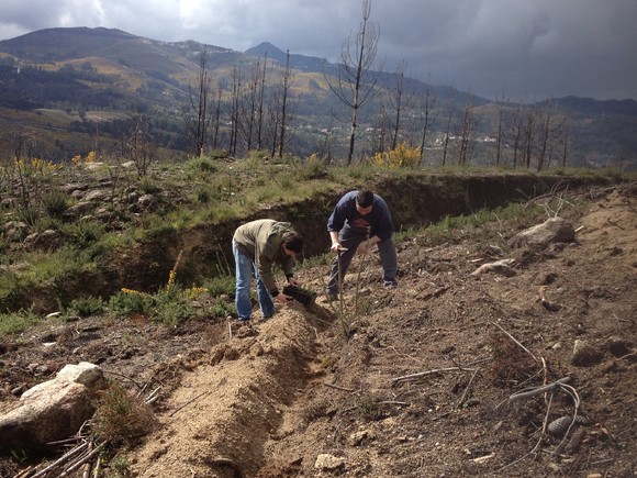 plantacao_s_jorge_2013_2