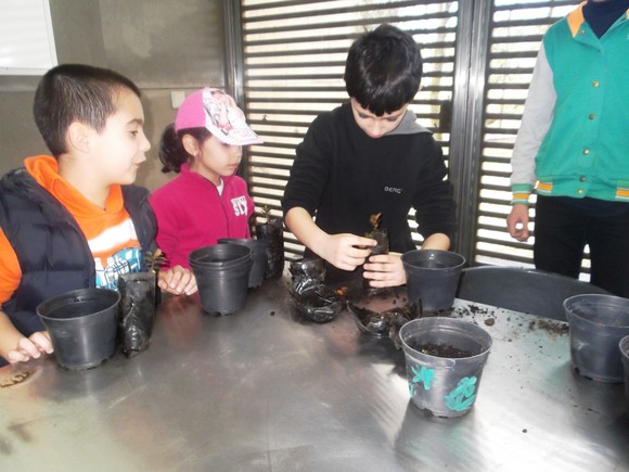 dia_arvore_porta_mezio_2016_3