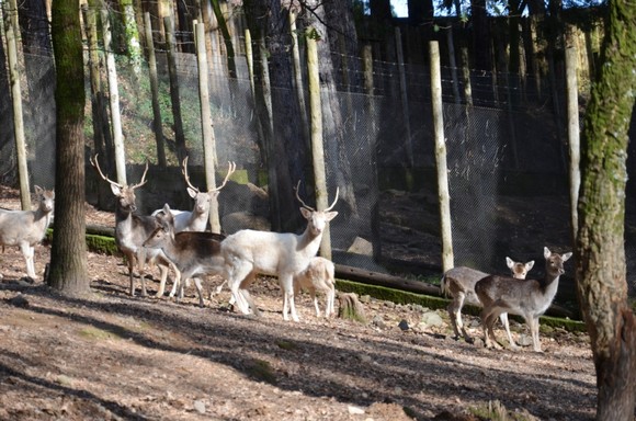 Cadeado da Jaula dos Gamos foi estroncado