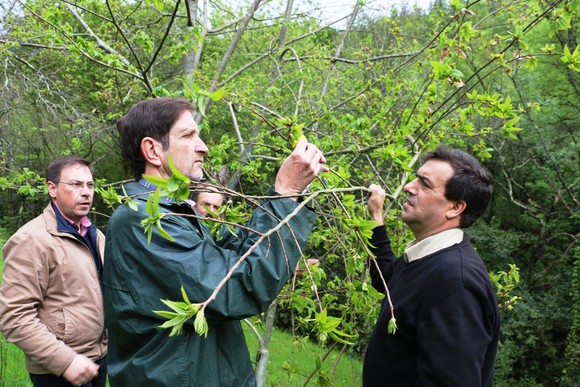 Vespa_castanheiro (2)