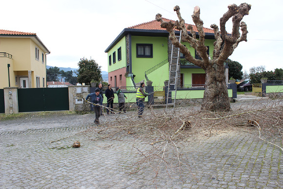 Poda de árvores na Rua Costa Araújo