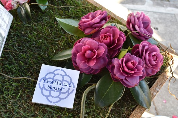 O prémio da Camélia Mais Bonita foi para a Quint