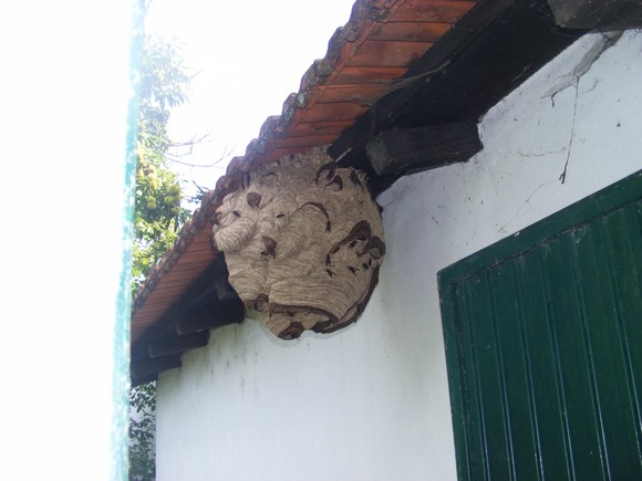 Combate a vespa asiatica 2