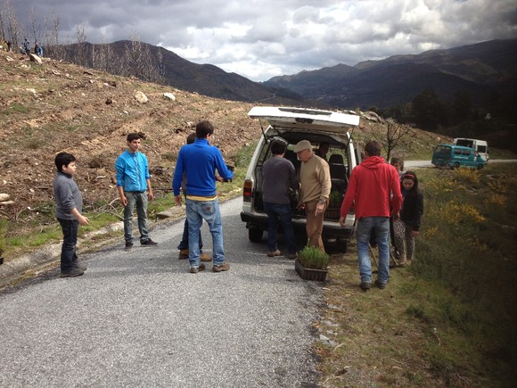 plantacao_s_jorge_2013_3