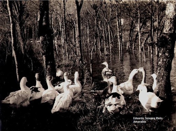 1 - Reunião dos patos