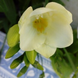 IMG_20240415_085722 - Cópia.jpg