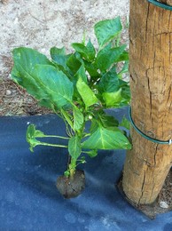 fotografia 5 (3).JPG