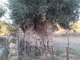 Foto1399. Oliveira milenar. Foto de D.A.P.L.jpg