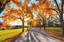 road-autumn-park-trees-landscape.jpg road-autumn-park-trees-landscape.jpg