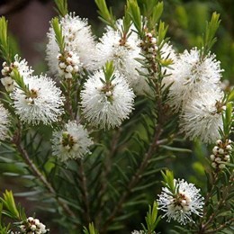 malaleuca alternifolia.jpg