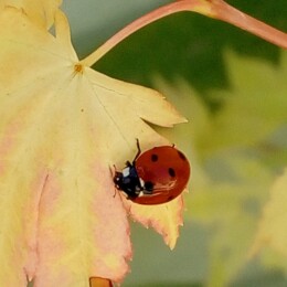 IMG_20240409_130145 - Cópia.jpg