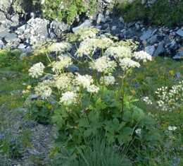 imperatoria ostruthium.jpg