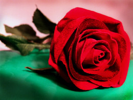 Uma flor para todas as mães