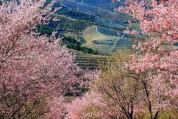 amendoeiras em fOz COA.jpg amendoeiras em fOz COA.jpg