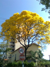 PRÓSTATA/EXAME NO MATUTO/ DR.GISLENOMATUTO