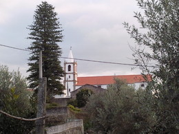 Foto1917. Auracária de Norfolk. Foto de DAPL jpg