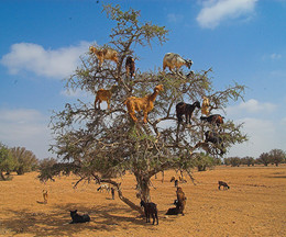 argan e cabras.jpg