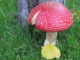 Amanita-muscaria-450x337.jpg Amanita-muscaria-450x337.jpg