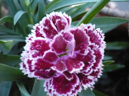 cravinho P1040825.JPG