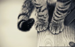 tumblr_static_animals_cats_cat_paws_022255_.jpg tumblr_static_animals_cats_cat_paws_022255_.jpg
