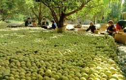 Bergamota colheita.jpg