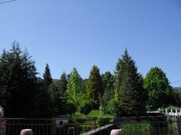 ciprestes Torgal.jpg ciprestes Torgal.jpg