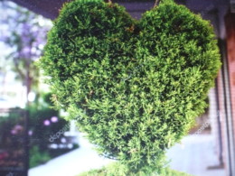 O coração P1040758.JPG