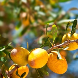 Argan-tree.jpg