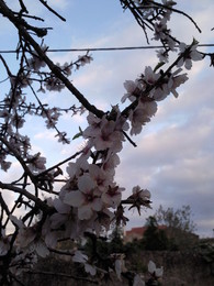 Foto1929. ramo em floração. Foto de DAPL jpg