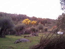 Foto1967.jpg acácia amarela / mimosa