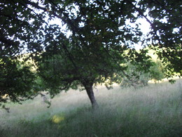 Pauzinho tunel de arvores 008.JPG