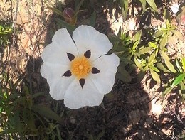 IMG_20170401_105158_1CS.jpg IMG_20170401_105158_1CS.jpg