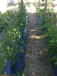 fotografia 2 (3).JPG