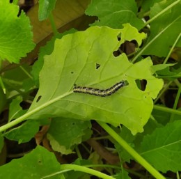 lagarta.jpg lagarta.jpg