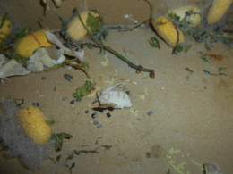 DSCN0961.JPG DSCN0961.JPG