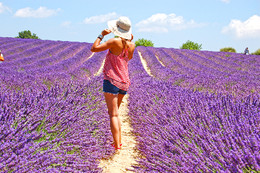 Plateau De Valensole Plateau De Valensole