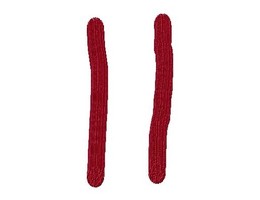 Pombos_contagem (2).jpg