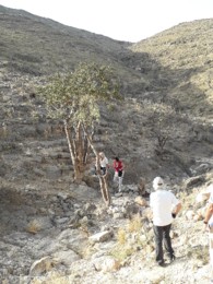 Omã-árvore do incenso.jpg