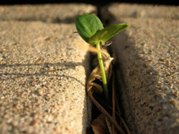 5º Domingo da Quaresma - B - 17 de março.webp