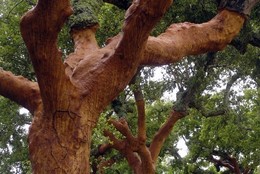 290620161744-357-Montado.jpg 290620161744-357-Montado.jpg