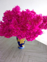 flor I.jpg flor I.jpg