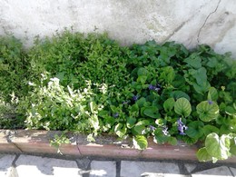 canteiro 7 e 8 antes.jpg