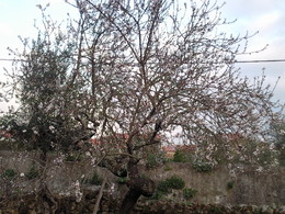 Foto1915. Amendoeira do quintal. Foto D.A.P.L.jpg