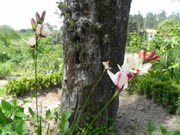 tronco de oliveira...