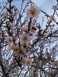 Foto1918.jpg ramo florido de amendoeira