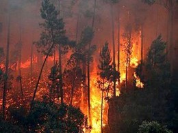 210712_Incendio-em-Portugal_0[1].jpg